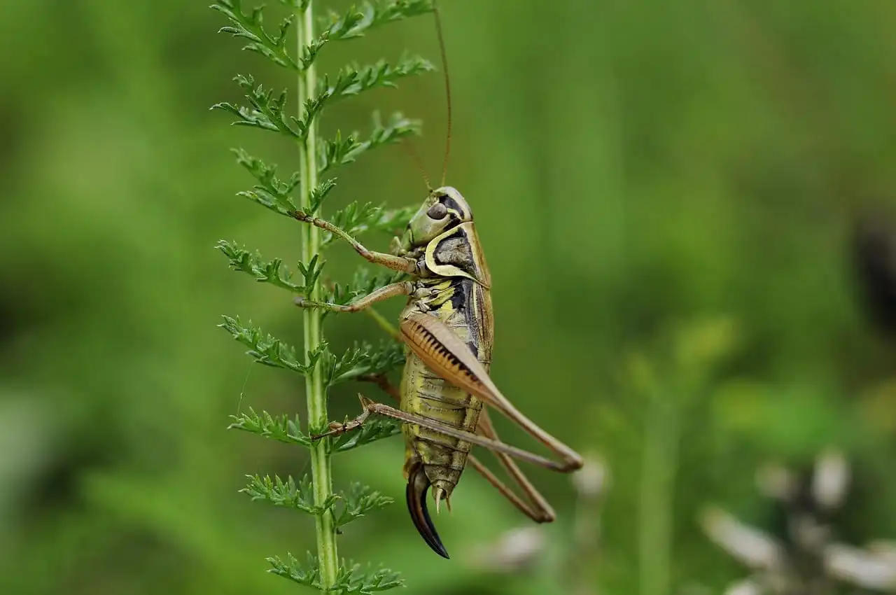 How Long Can Crickets Live Without Food And Water